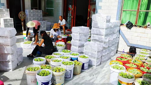 楚雄元謀 小桃李成就鄉村振興大產業