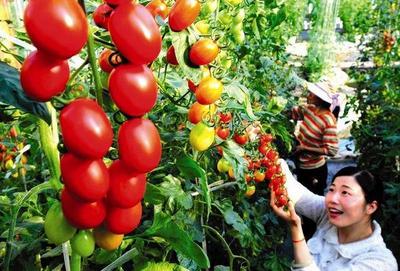 石家莊這10個(gè)讓人驚艷的農(nóng)產(chǎn)品地標(biāo)，你去過幾個(gè)？