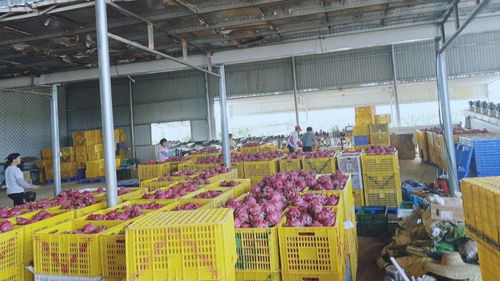 農(nóng)產(chǎn)品深加工 邁向品牌化的必經(jīng)之路