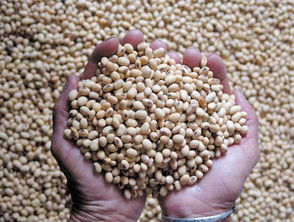 高價(jià)囤豆的代價(jià) 中國豆企應(yīng)警惕美方數(shù)據(jù)陷阱與市場博弈