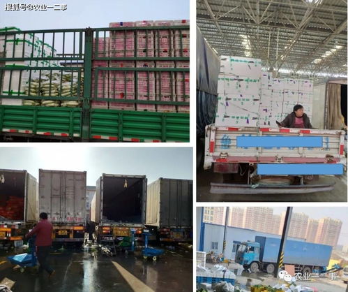 從田間到餐桌的低溫旅程 初級農(nóng)產(chǎn)品冷鏈的真實模樣與未來五大發(fā)力點