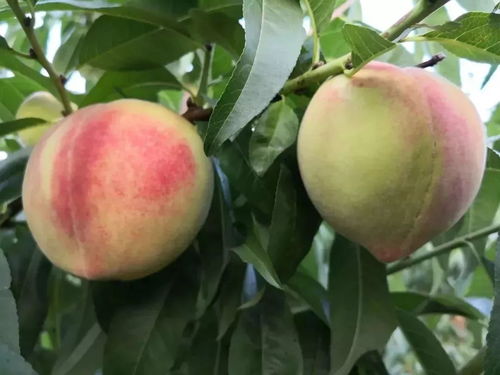 靖邊七月會熱鬧啟幕，農(nóng)產(chǎn)品盛會蓄勢待發(fā)