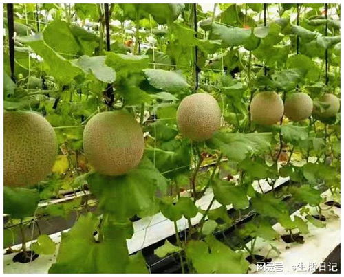 賽罕區(qū) 以初級農(nóng)產(chǎn)品為抓手，加快構(gòu)建新發(fā)展格局，著力推動高質(zhì)量發(fā)展