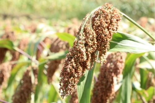 李強 持續(xù)增強糧食等重要農(nóng)產(chǎn)品穩(wěn)產(chǎn)保供能力，為實現(xiàn)全年糧食產(chǎn)量目標奠定堅實基礎(chǔ)