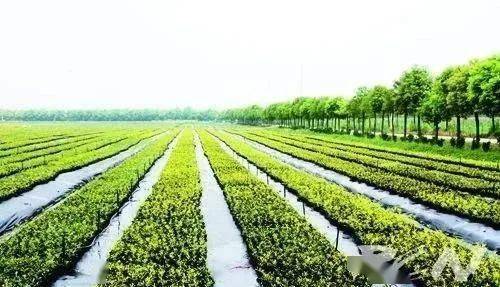 現(xiàn)代農(nóng)業(yè)生產(chǎn)技術(shù)入門 初級農(nóng)產(chǎn)品生產(chǎn)的基礎(chǔ)知識