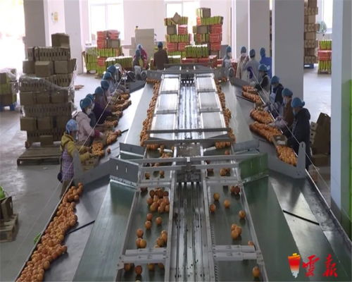 蔬菜捐贈全國第一 云南累計向湖北捐贈1.26萬噸初級農(nóng)產(chǎn)品，譜寫抗疫情深